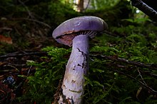 "Cortinarius occidentalis" found in Little Skookum, Mason Co., Washington, under mature western red cedar and vine maple