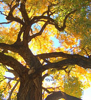 A w:Cottonwood tree in the Fall.