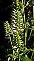inflorescence de Chelonanthus purpurascens