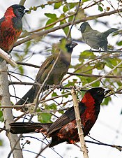 Малиновый Моркоклюв из справочника Crossley ID Eastern Birds.jpg