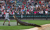 A crocodile display at Australia Zoo, Queensland, Australia.