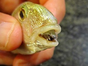 A fish parasite, the isopod Cymothoa exigua, replacing the tongue of a Lithognathus Cymothoa exigua parassita Lithognathus mormyrus.JPG