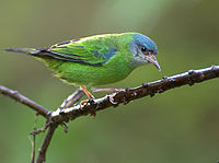 Blue Dacnis (female)