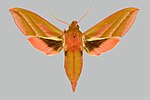 Deilephila elpenor – Männchen