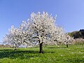 Vorschaubild der Version vom 13:05, 13. Apr. 2023