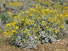 Encelia farinosa form.jpg