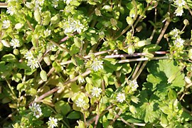 Common chickweed