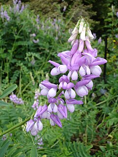 Galega officinalis2UME.jpg