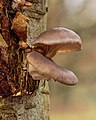 Seta de ostra (Pleurotus ostreatus) es una especie de hongo basidiomiceto del orden Agaricales. Se encuentra en Gran Bretaña e Irlanda así como en gran parte de Europa Occidental, y se ha distribuido en Asia y en Norteamérica. Suele crecer de manera parásita sobre madera en descomposición. Es un hongo comestible el cual se comercializa debido a sus propiedades y amplios usos culinarios. Por Famberhorst.