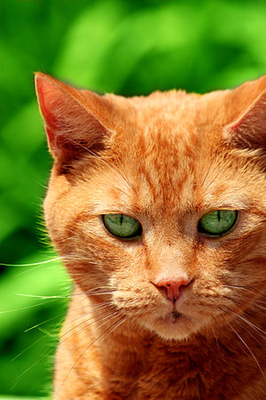 English: A picture of my orange tabby cat Ging...