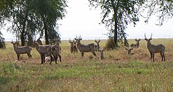 Antilopi al parco Gorongosa