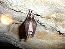 The greater horseshoe bat is the largest horseshoe bat in Europe