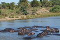 ISimangaliso-Wetland-Park. Hier leben die größten Krokodil- und Flusspferdbestände Südafrikas.