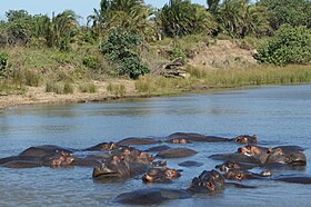 Image illustrative de l’article Parc de la zone humide d'iSimangaliso