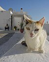 Cat in Greece