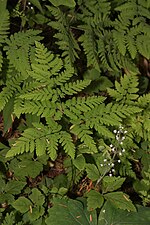 Miniatura para Gymnocarpium Dryopteris