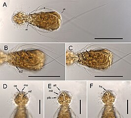 Haltidytes oöeides