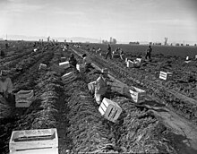 Workers harvesting carrots, Imperial Valley, California, 1948 Harvesting carrots.jpg