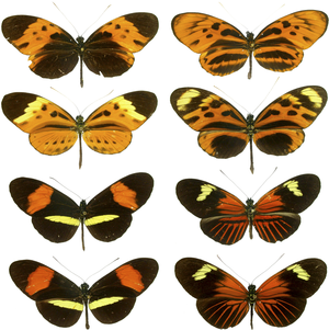 Mimicry in Butterflies Is Seen here on These C...