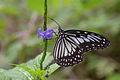 Ideopsis juventa (commons, cat)