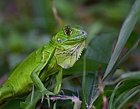 Grüner Leguan