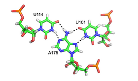 Imaxe detallada do tríplex do suco maior U114:A175-U101 (bases Hoogsteen) formado no pseudonó salvaxe do ARN da telomerase humana. Os enlaces de hidróxeno móstranse con liñas descontinuas negras. Os átomos de N en azul e os de O en vermello.[7]