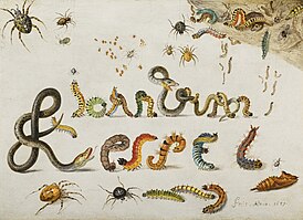 Autogram vytvořený z hmyzu a housenek (Autograph, made with insects and caterpillars)