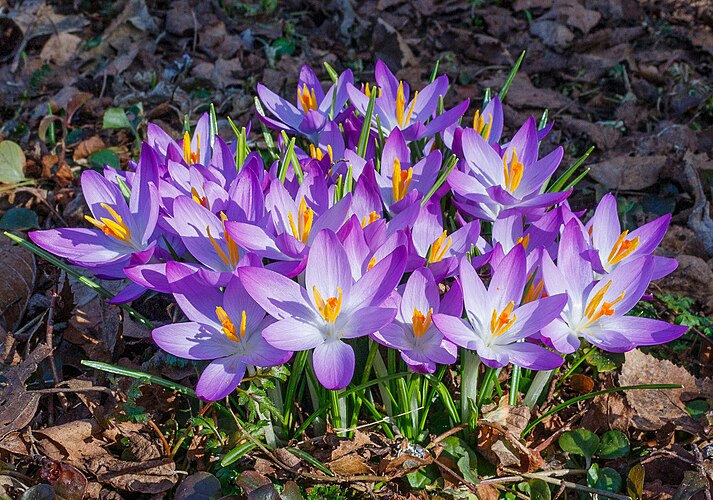 Цветущий шафран Томазини (Crocus tommasinianus)