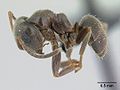 Sličica za Črna vrtna mravlja