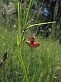 Lathyrus cicera.