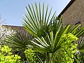 Feuillage du jardin médiéval