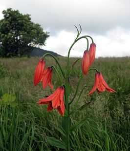 Lilium grayi