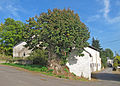 Linde (Tilia sp.)