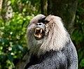 Lion-tailed macaque 3 by N A Nazeer