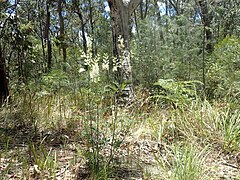 Lomatia silaifolia dans son milieu naturel dans le parc national de Boonoo Boonoo.