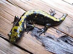 Long-toed salamander