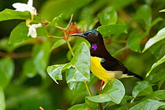 ♂ Leptocoma zeylonica