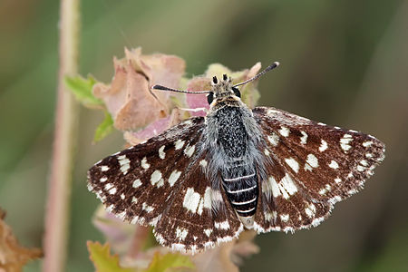 Spialia mafa, by Muhammad Mahdi Karim