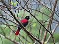 Maroon oriole