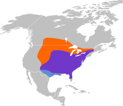 Distribución del carpintero de cabeza roja (púrpura: residente todo el año; naranja: zona de cría; azul claro: no reproductivo).
