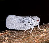 Metcalfa pruinosa (Flatidae)