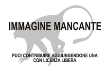 Immagine di Griphopithecus mancante