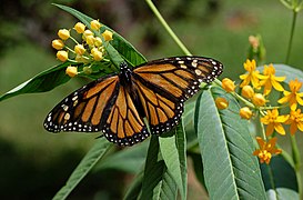 オオカバマダラ Danaus plexippus (カバマダラ属)