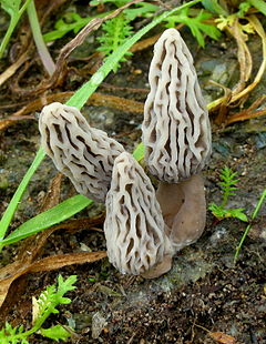 Description de l'image Morchella rufobrunnea 80362.jpg.