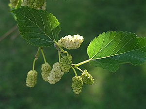 blanka moruso (Morus alba)