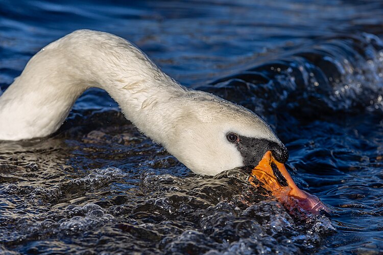 Лебедь-шипун (Cygnus olor) выискивает пищу в волнах озера Уиндермир