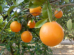 Español: Naranjas en el árbol, en Valencia.