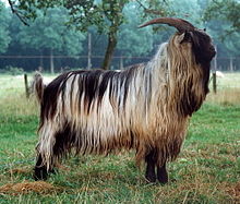 a long-haired goat with back-curved horns