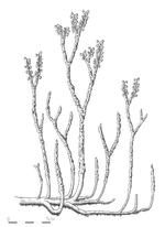 Miniatura para Nothia aphylla