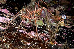 Araña de mar alimentándose de hidrozoo.